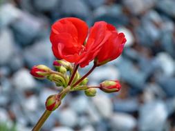 red blooming geranium in front of the house