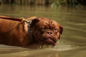 portrait of brown dog is swimming