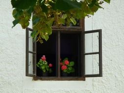 red geranium on the window