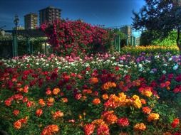 istanbul landscape colorful flowers garden