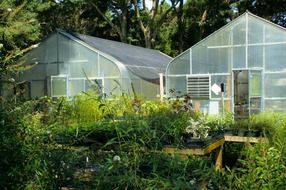 greenhouses in summer