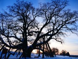 tree linde old