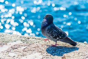 pigeon walking on a sea bank