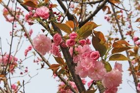 Cherry blossom in spring