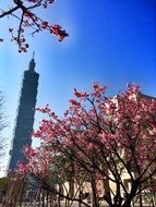 flowering trees in front of the tower