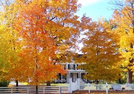 Colored leaf trees in a park