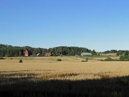 wheat field on a farm in Finland