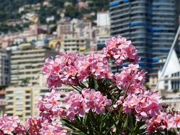 Pink oleander flowers against the backdrop of a cityscape of monaco