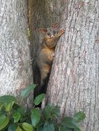 possum on tree