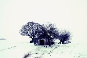lonely house among trees in winter