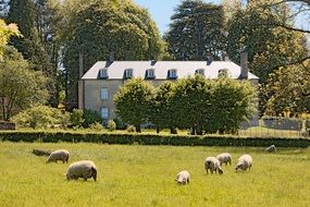 Sheep grazing on a green area in the countryside