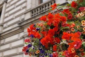 beautiful red plant