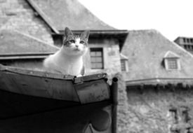 black and white picture of a homeless cat