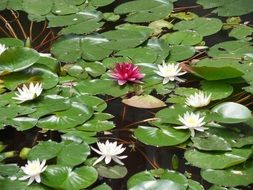 white and pink lilies on the pond