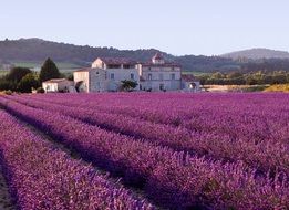 colorful lavender field in the countryside