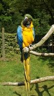 parrot ara on a branch on a sunny day