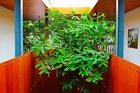 green plant between buildings