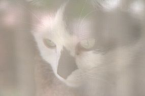 cat face through white screen