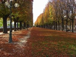 autumn avenue in paris