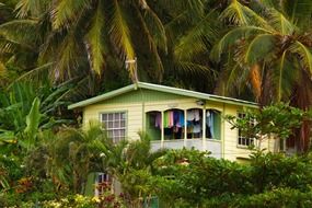 house among palm trees in the tropics