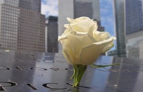 White rose against the background of the world trade center