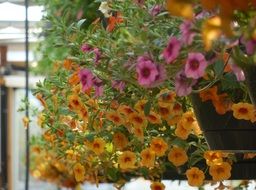 blooming flowers in pots