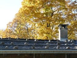 autumn foliage over a wooden roof