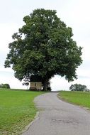 distant view of a wayside chapel under a large tree