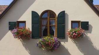 Flowers on the windows