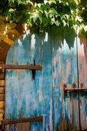 green ivy above old blue wooden door