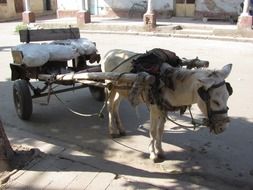 donkey cart