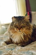 relaxed maine coon cat