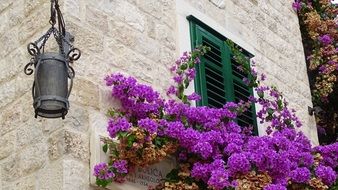 lantern and flowers at old town wall, croatia, split