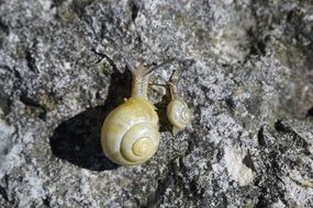 yellow snails on a stone