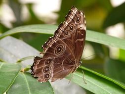 Morpho peleides butterfly on branch