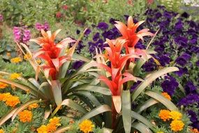 scarlet star plants blooming on flower bed