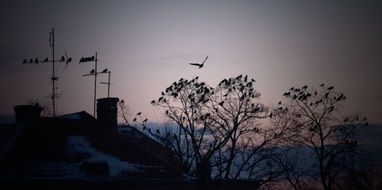 Snow on a rooftops at dusk