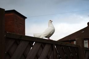 perched white dove