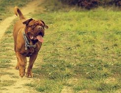 Bordeaux dog running on the grass