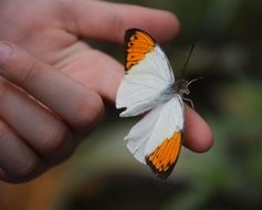 tropical butterfly on a palm