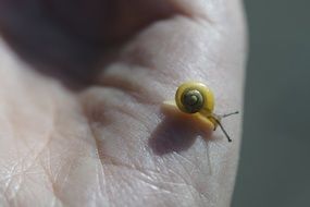 crawling tiny snail on a palm