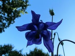 blue flower on a background of blue sky