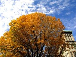 tree in autumn foliage in the city on a sunny day