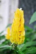 yellow flower in the home garden