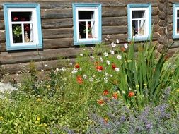 flower bed at wall of wooden house, russia