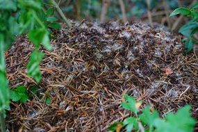 crawling formica polyctena