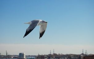 gray seagull flying over New York