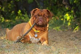 a dog with a stick lies on the ground