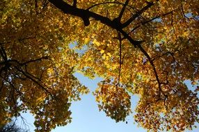 top of tree with golden leaves at sky