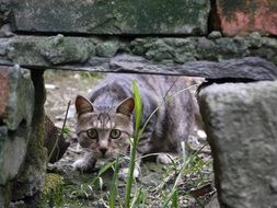 cat peeks out from under a stone wall